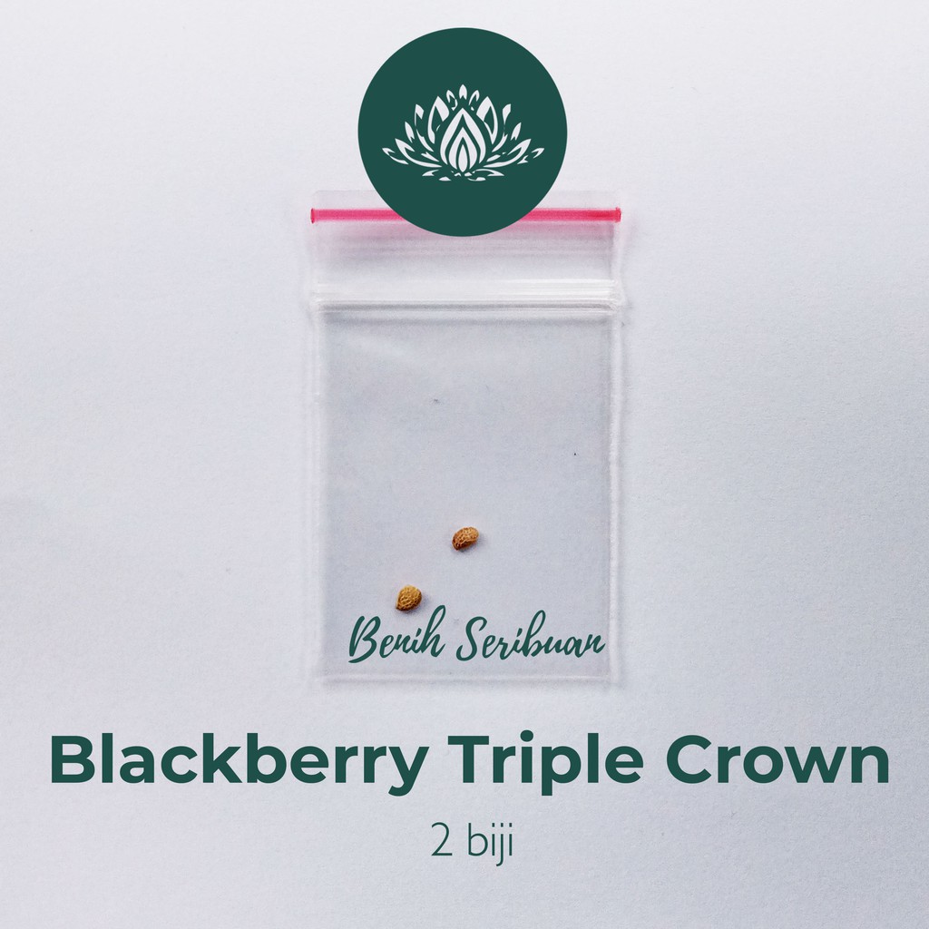 2 Benih Bibit Blackberry Triple Crown Tanaman Buah Blackbery Import Premium Unggul Berkualitas Super