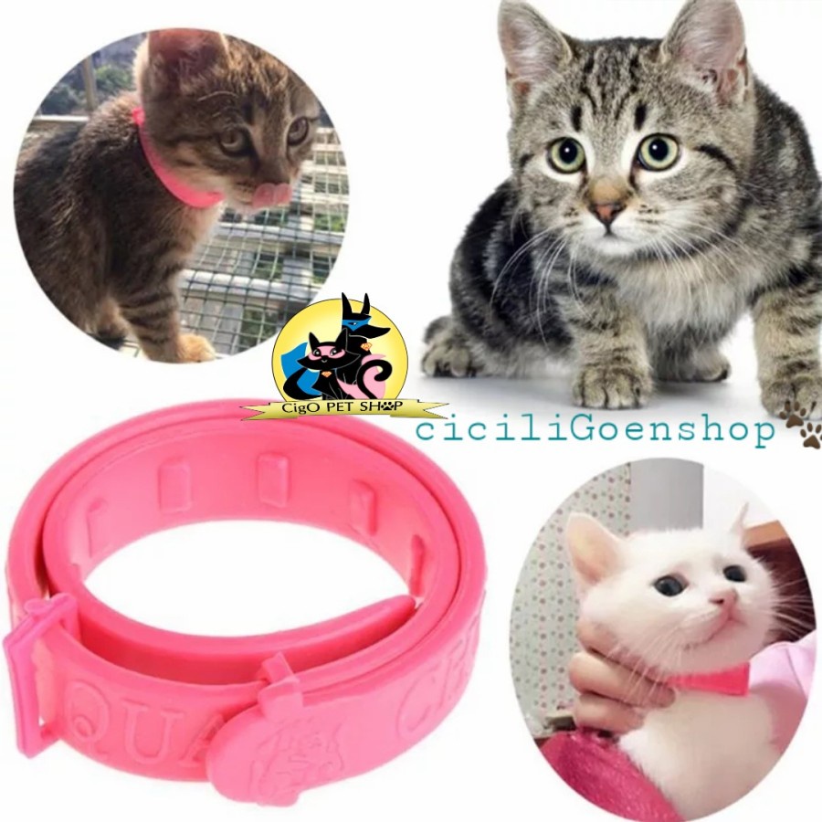 Kalung Kucing Collar Cat  Anti Kutu Small Ukuran Kecil Murah Bagus