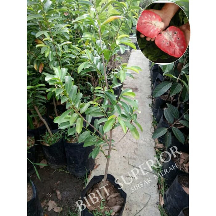 bibit sirsak merah