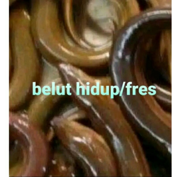 

belut hidup konsumsi