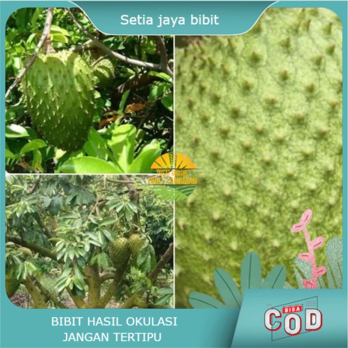 Bibit sirsak madu jumbo super manis