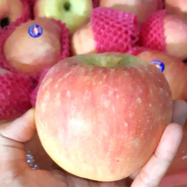 

Buah Apel Fuji Segar 7Kg Harga Lebih Hemat dr Kiloan Apel Fresh Garing Gak Gabes