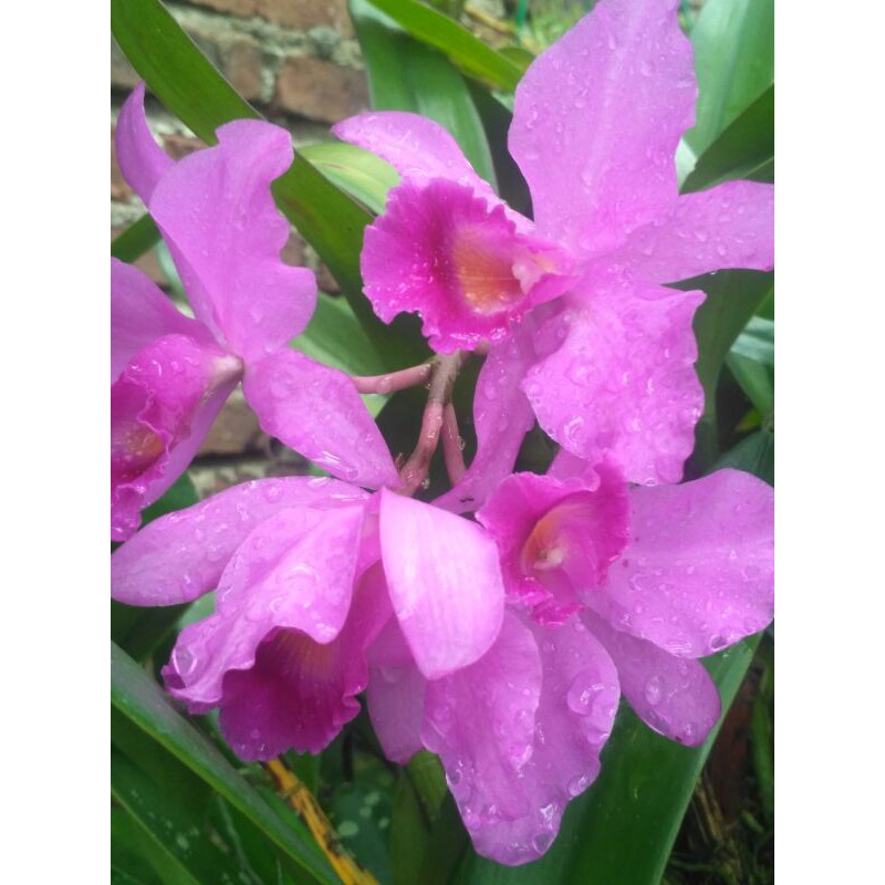 Anggrek Cattleya Dewasa