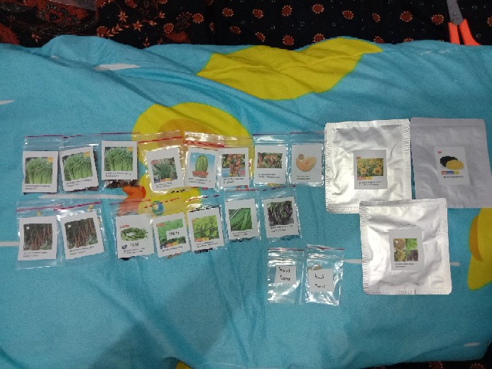 Biji Benih Tomat Tymoti F1