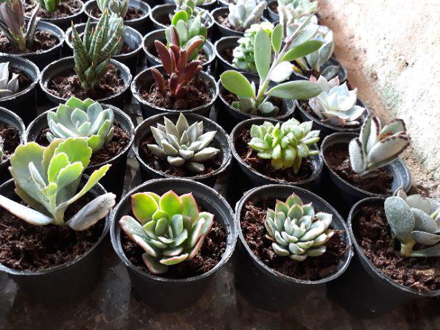 Paket Sekulen 50 Pcs