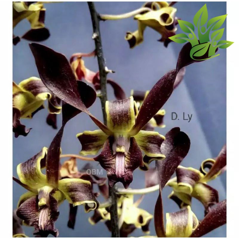 Seedling Anggrek Dendrobium Black Spider X Helix ( anggrek Orchidaceae DENDROBIUM )