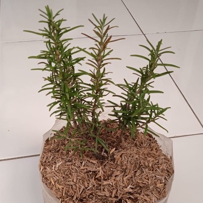 Tanaman Rosemary | Tanaman Bunga Rosemary | Pohon Rosemary