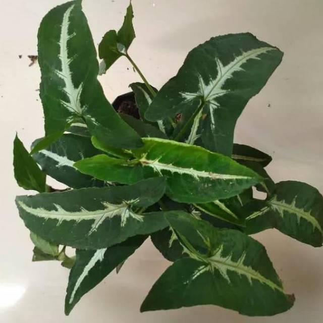 syngonium wendlandii - syngonium wendlandii - tanaman hias gantung - hiasan taman - syngonium