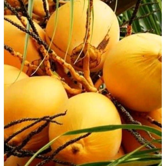 

⍩┐ Promo Jual Buah Kelapa Gading Kuning Muda Segar 1 Kg