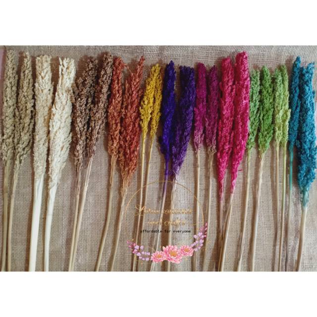 Bunga cantel warna bunga sorgum warna bisa mix warna Bunga cantel warna bunga sorgum warna bisa mix warna