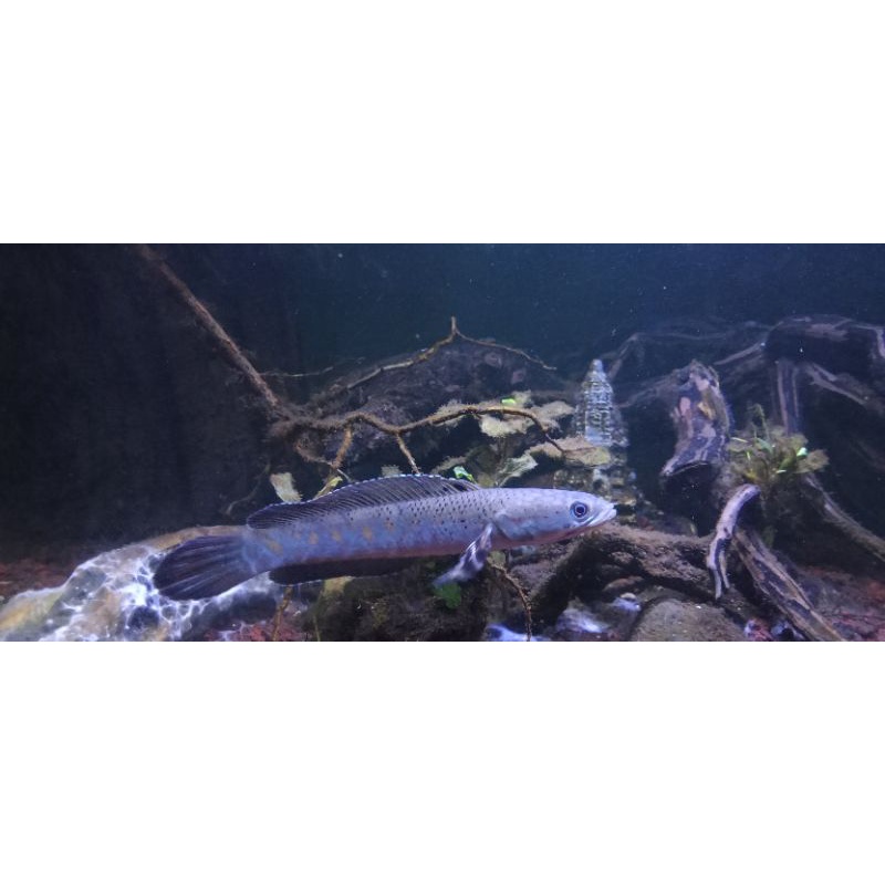 Channa Blue Pulchra, bukan baby