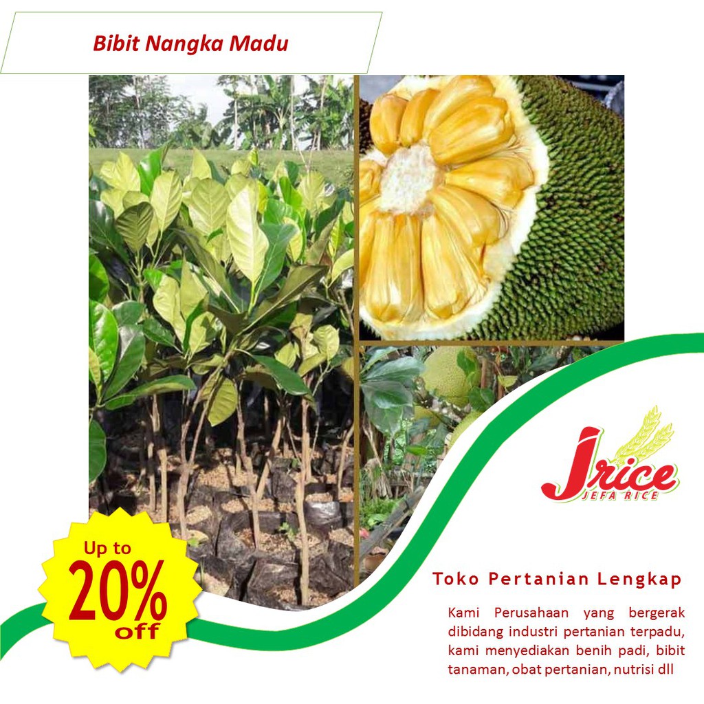 BIBIT NANGKA MADU SUPER MANIS JUMBO