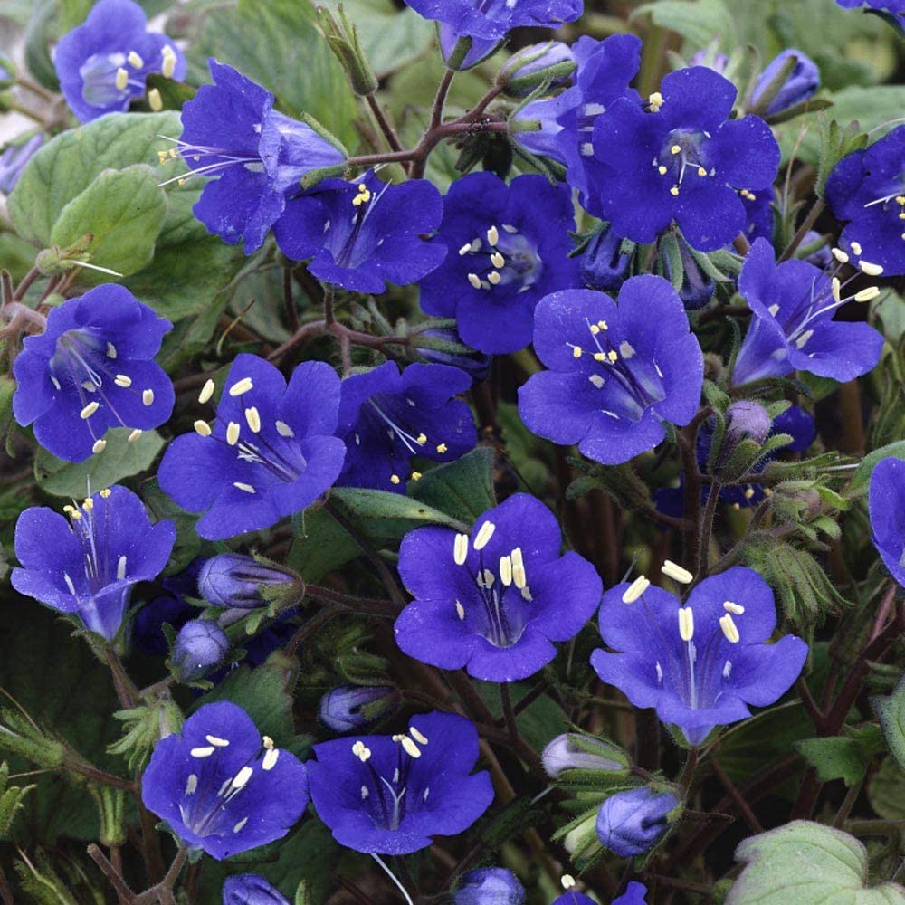 PlantaSeed - 20 Seeds - California Bluebell Phacelia Biji - PAS0215