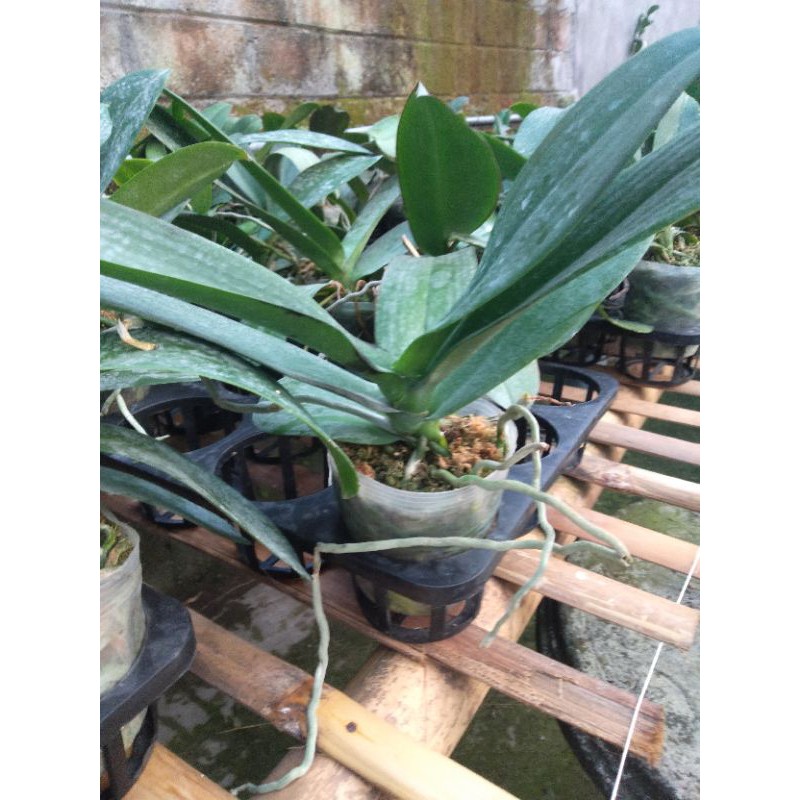 anggrek bulan pasca bunga jumbo