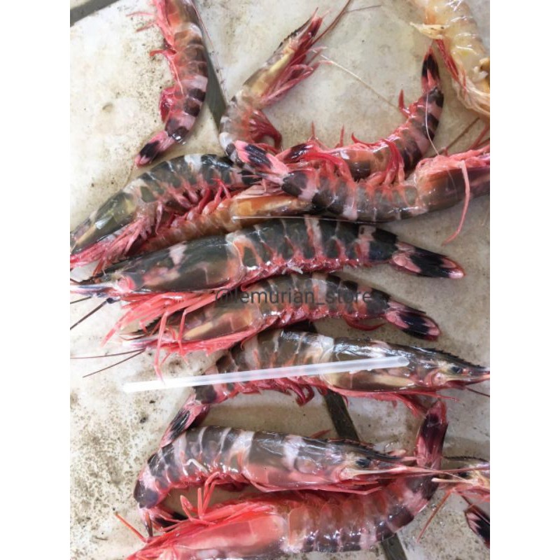 

UDANG WINDU LAUT / UDANG CAT