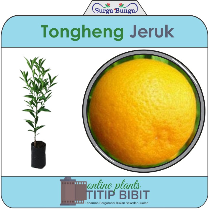 jeruk tongheng bibit tanaman buah tambulampot