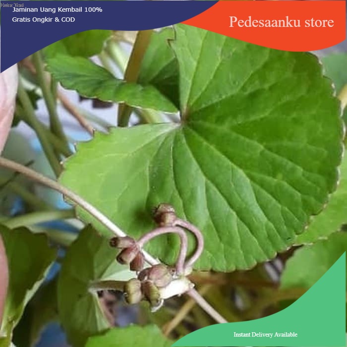 

Terlaris daun antanan segar/daun pegagan 250 gr COD