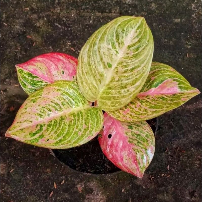 Aglaonema asri merah / Aglonema asri merah florist nursery / Aglonema asri merah (Tanaman hias aglao