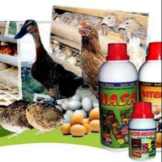 9100 Koleksi Gambar Unggas Petelur HD Terbaik