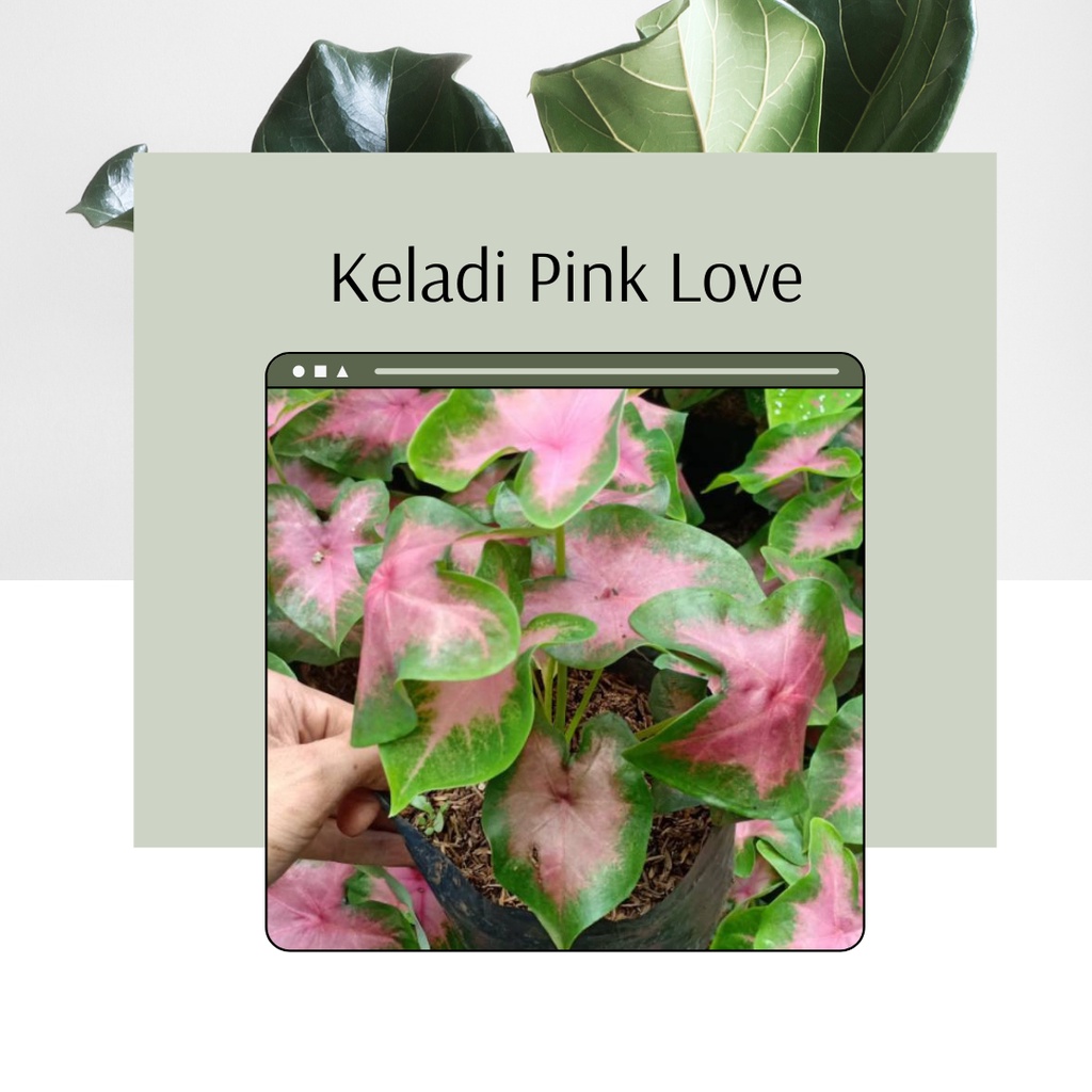 Tanaman Hias Keladi Pink Love Bibit Bunga Keladi Pink Love Caladium Pink Love