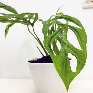  Tanaman  Hias  MONSTERA ADANSONII bibit indoor outdoor 