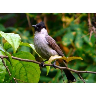 Burung Kutilang Jawa