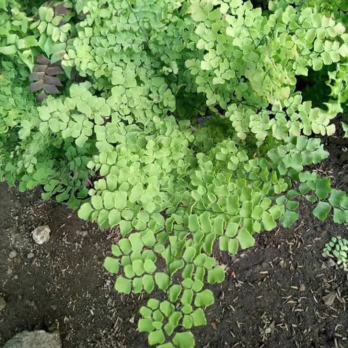 tanaman hias suplir - tanaman suplir - pohon suplir