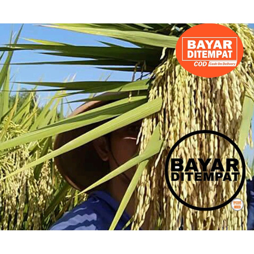 Benih Bibit Padi MSP Sertani 13 Premium Quality 5kg Berkualitas