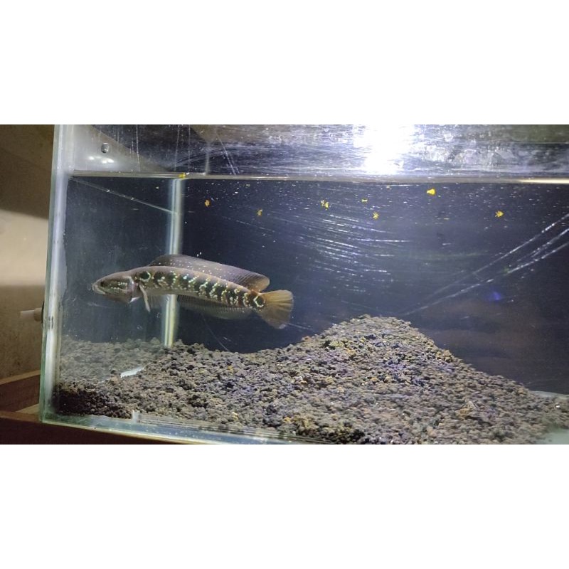 cana asiatica WS Pure