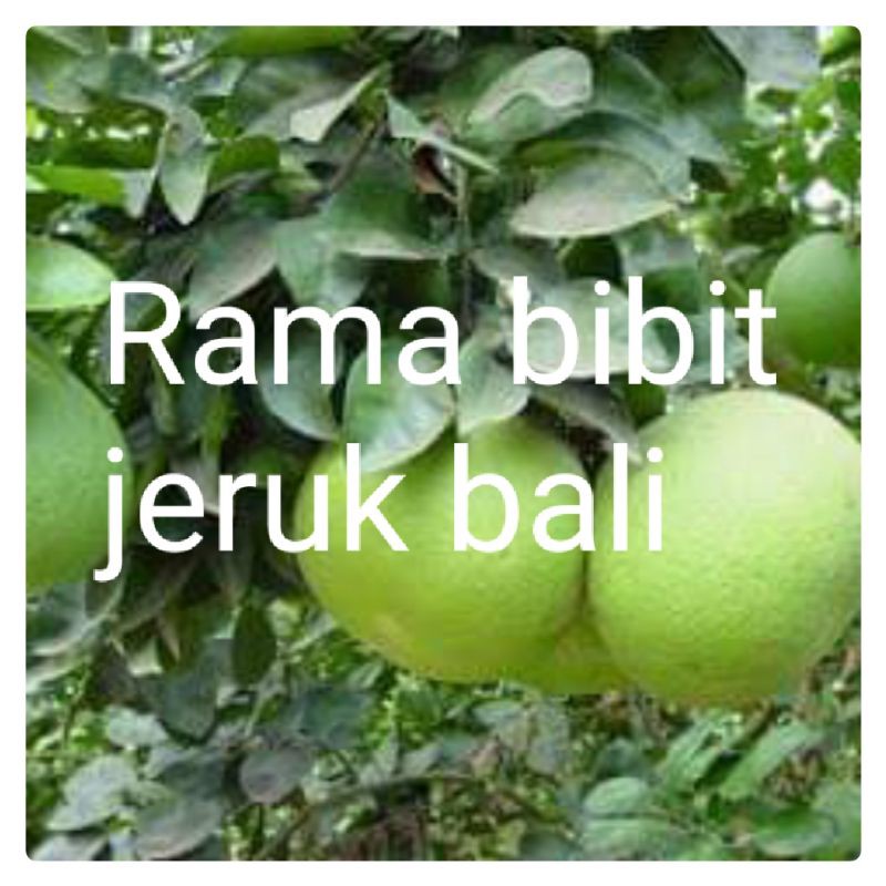 bibit jeruk Bali