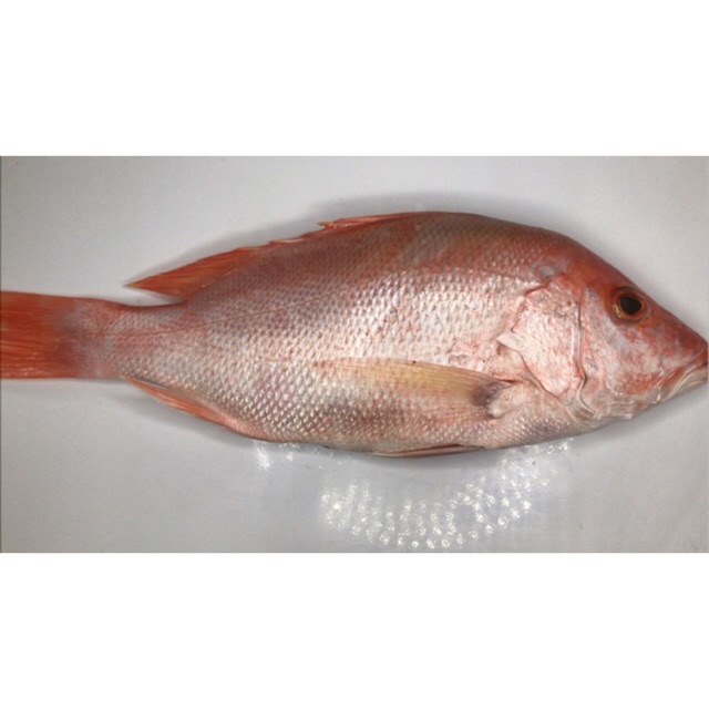 

Ikan Kakap Merah Fresh 1kg (isi 1 -2) sesuai size