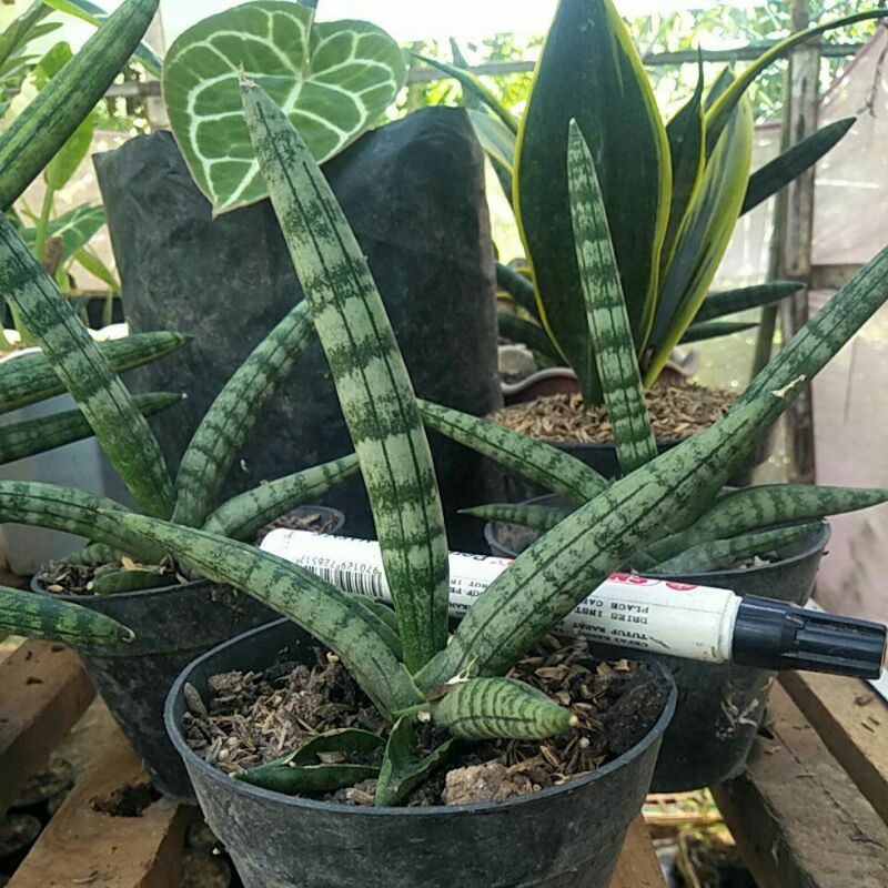 Sansevieria Boncel