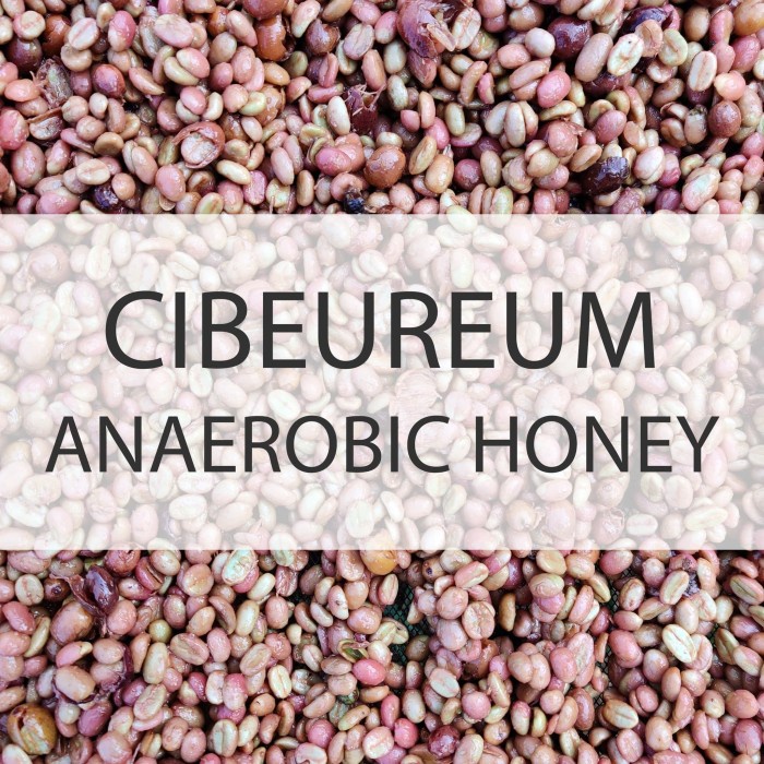 

Cibeureum Anaerobic Honey Kopi Green Beans Gunung Guntur Jawa Barat