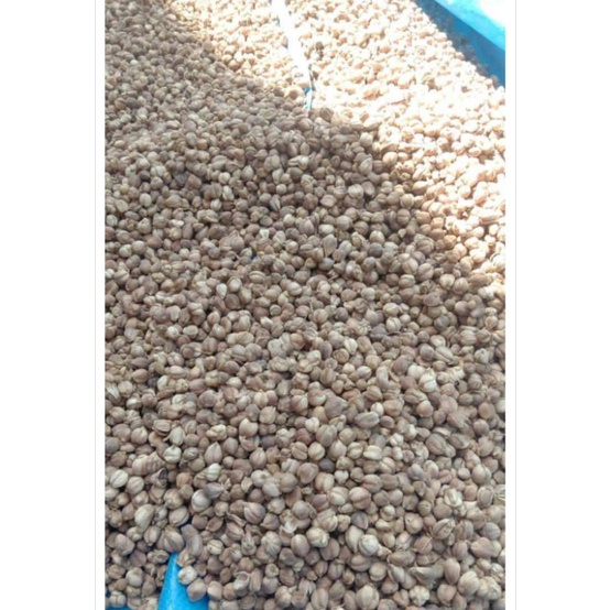 

KALPO LAGA KERING 1KG KAYA AKAN MANPAAT