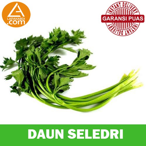 

Daun Seledri 100gr Sayur Segar Garansi Termurah