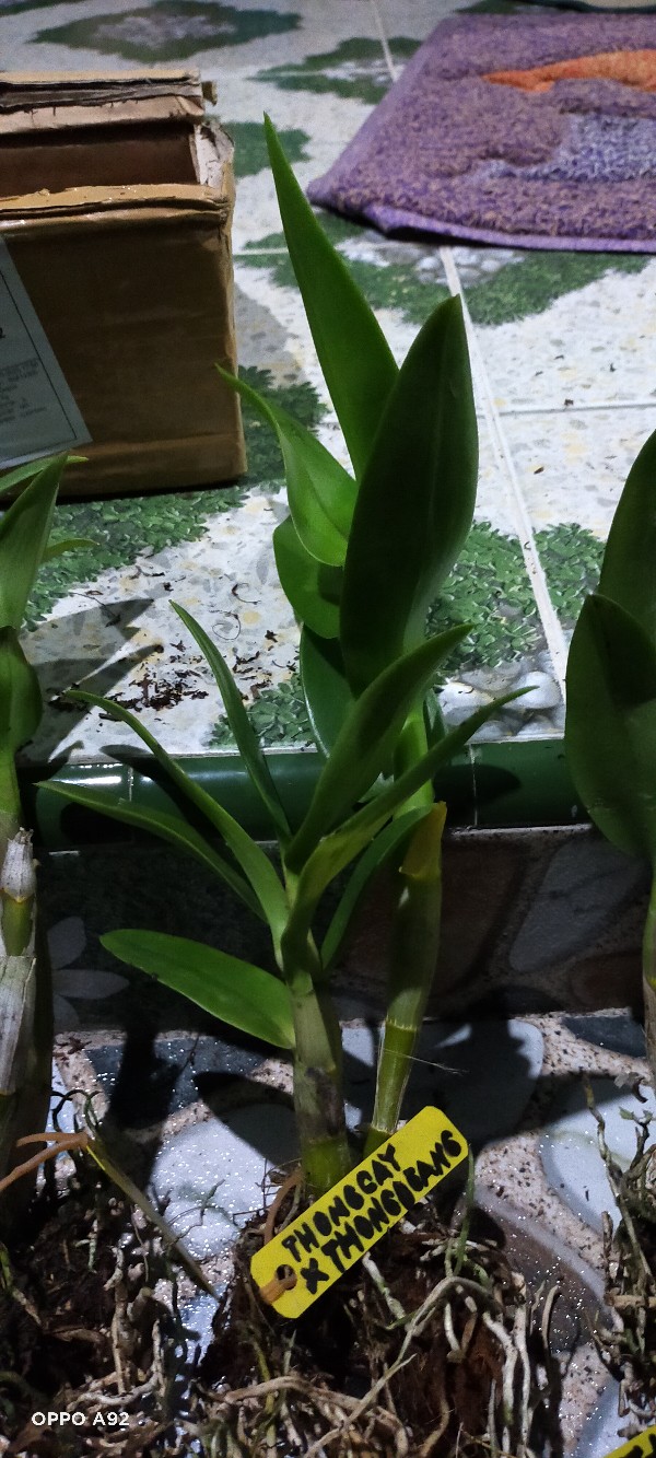 Anggrek Den White Diamon Star