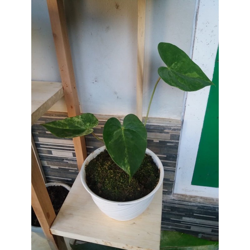 anthurium veitchii hybrid varigata