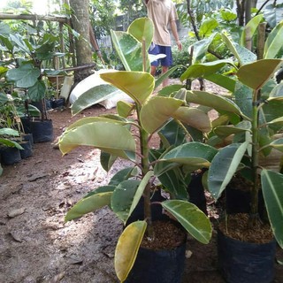Tanaman Hias Karet Kebo Varigata Pohon Karet Kebo Putih Tanaman Hias Karet Kebo Varigata Pohon Karet Kebo Putih