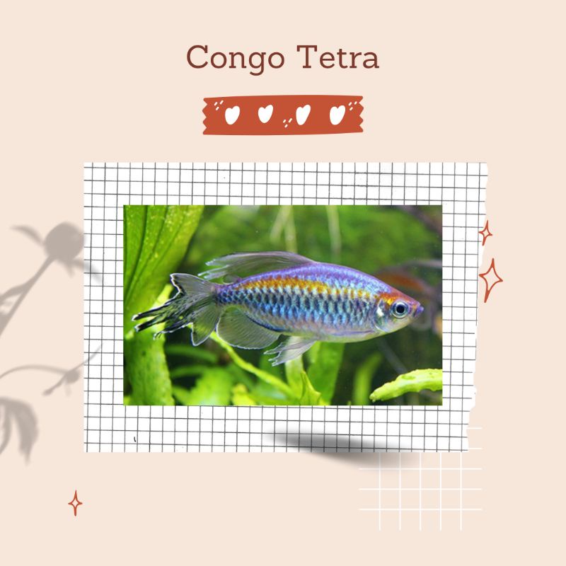 Congo Tetra Male Ikan Hias