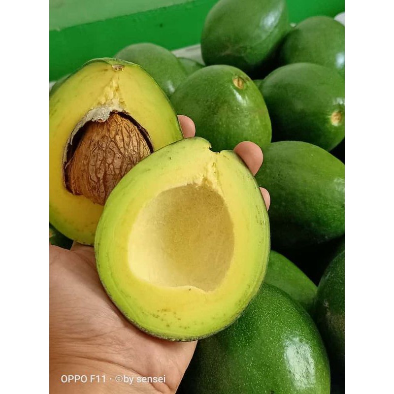 

alpukat mentega muria