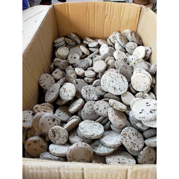 Batu Apung asli tangkringan Branjangan