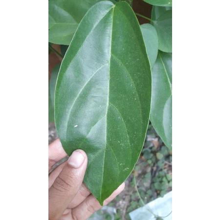 

DAUN CINCAU HIJAU SEGAR