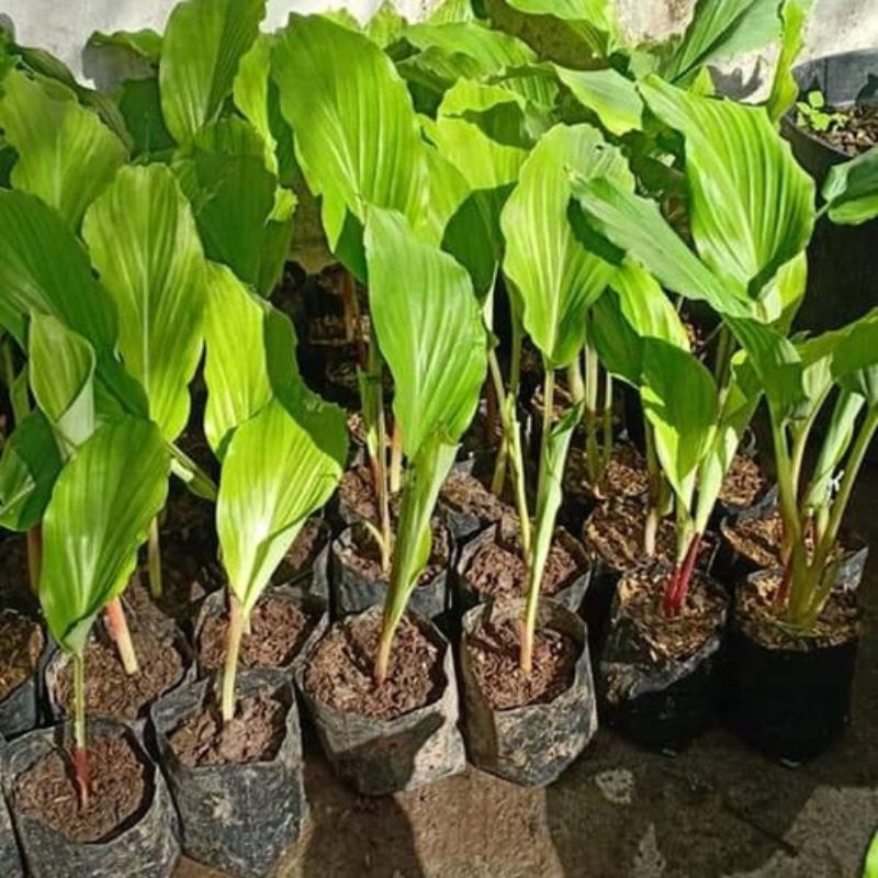 Bibit Tanaman Kunyit Hitam Asli Original Kaempferia parviflora