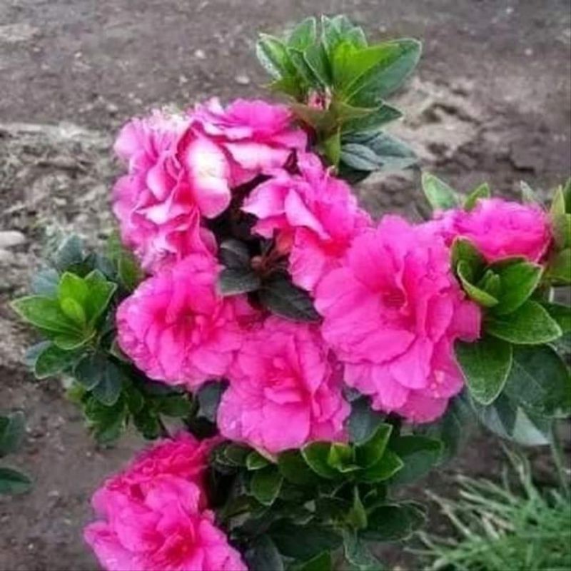 Tanaman Hias Azalea / bunga azalea