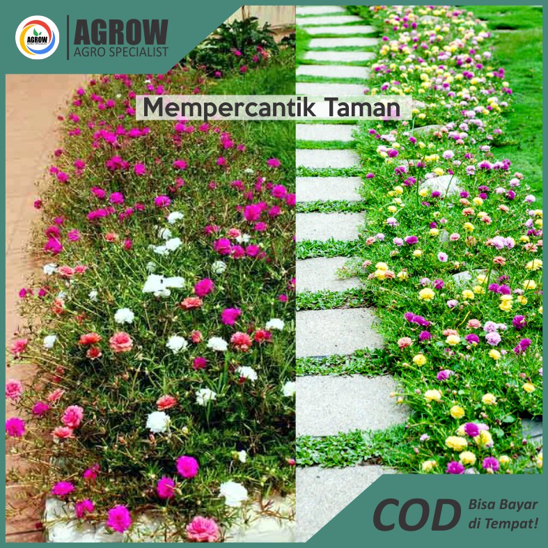 Stek Bunga Krokot / pukul 9/ Mossrose/ Portulaca Termurah Terlengkap By Agrow