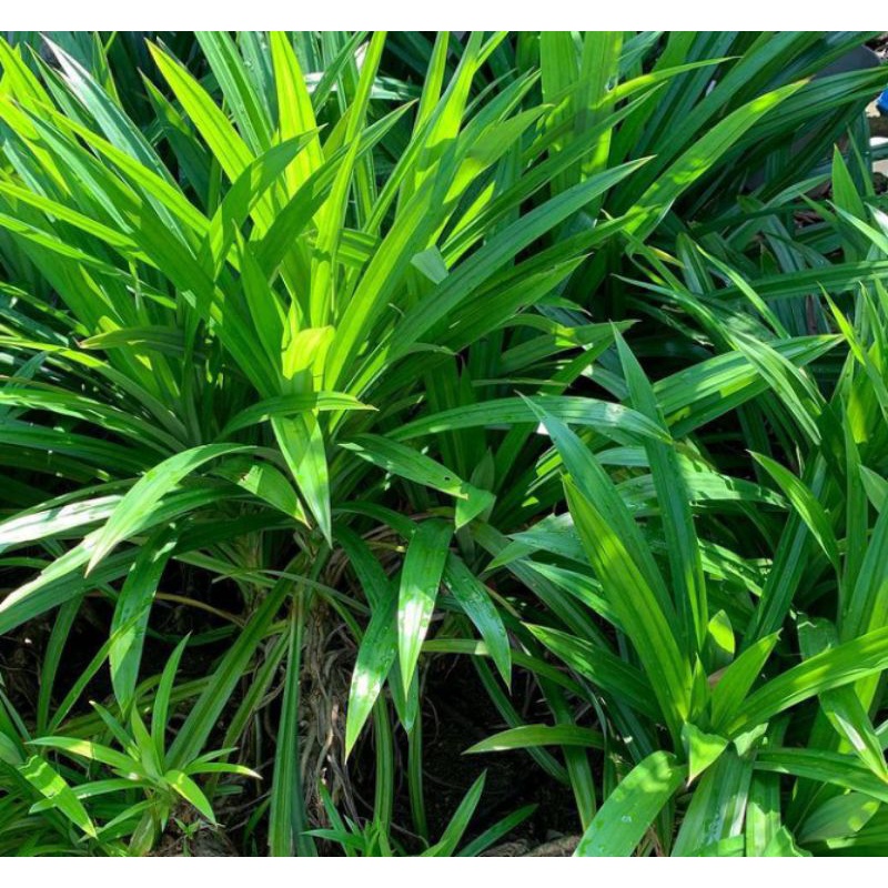 

Daun Pandan Wangi, Fresh dan Banyak Manfaat