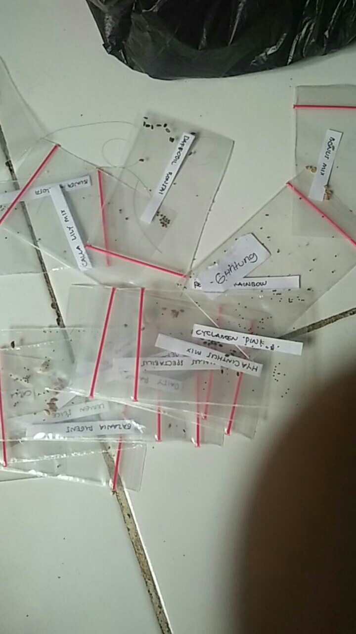 Bunga Citrosa Pengusir Nyamuk