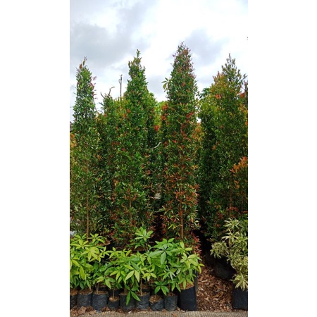 pohon pucuk merah tinggi 2 meter up