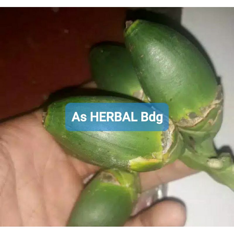 

Pinang Muda 1 Kg Presh Petik dadakan-az