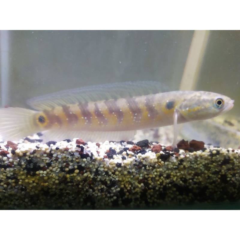 channa asiatica RS pure 13cm